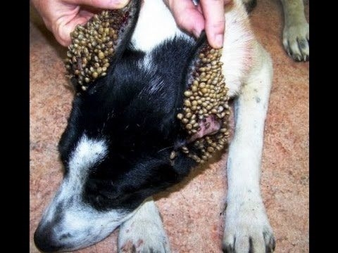 Cómo tratar la madera con bórax