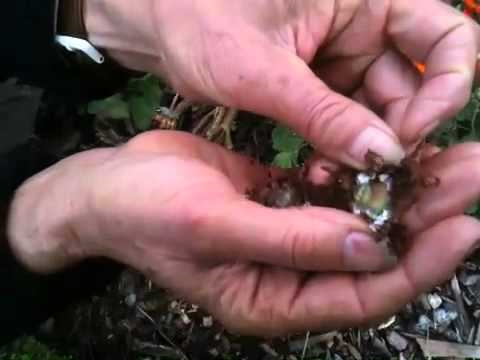 Cómo obtener semillas de Calibrachoa
