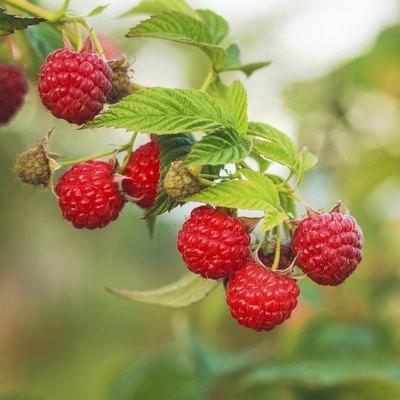 Können Sie Brombeeren und Himbeeren zusammen pflanzen?