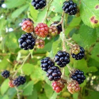 Pouvez-vous planter des mûres et des framboises ensemble?