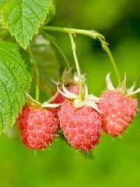 Bạn có thể trồng Blackberries & Raspberries cùng nhau không?