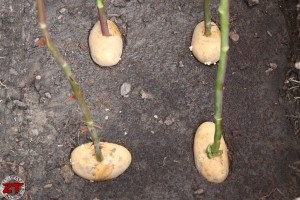 Comment propager un buisson de pomme de terre