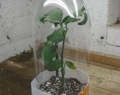Hvordan forplante en potetbusk