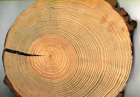 Quand couper les arbres de pin?