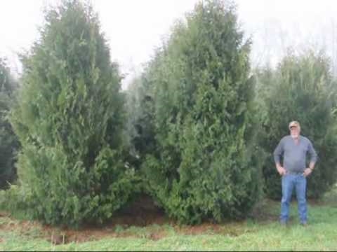 Bila hendak memotong Pokok Pine?