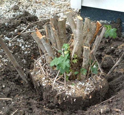 Làm thế nào để loại bỏ rễ cây bụi Bush
