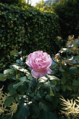Kako sačuvati bube od jedenja grmlja ruža