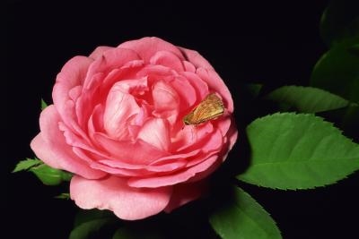 Как сохранить ошибки от употребления розовых кустов