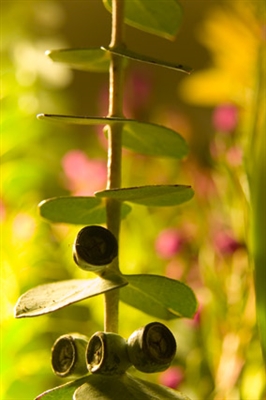 Kan eukalyptusolje settes i en luftfukter?