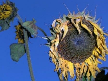 Умиращи слънчогледи
