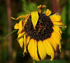 Wilting Sunflowers