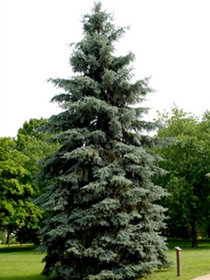 Was ist die Wachstumsrate einer Colorado Blue Spruce?