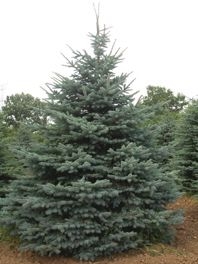 Apa tingkat pertumbuhan pohon cemara biru Colorado?