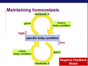 Comment une cellule maintient-elle l'homéostasie?