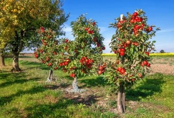 كيف ينمو أشجار التفاح العسل