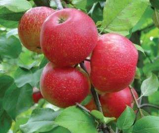 Cómo cultivar manzanos Honeycrisp