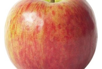 Kā audzēt medus kraukšķīgas ābeles