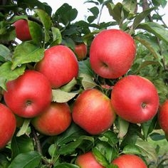 Hoe Honeycrisp appelbomen groeien