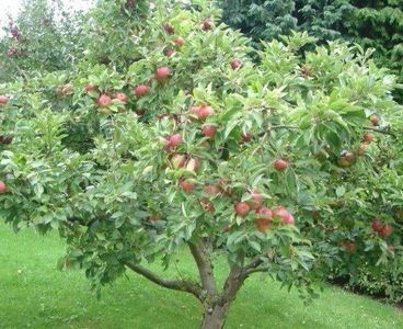 Como cultivar macieiras Honeycrisp