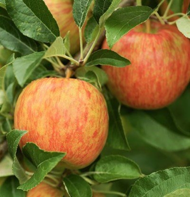 Cách trồng cây táo Honeycrisp