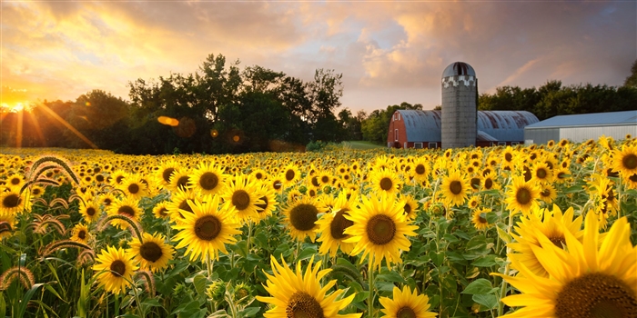 Wie man Sonnenblumen in Colorado züchtet