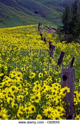 Kuinka kasvattaa auringonkukkia Coloradossa