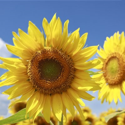 Cara Menanam Bunga Matahari di Colorado