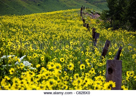Cara Meningkatkan Bunga Matahari di Colorado