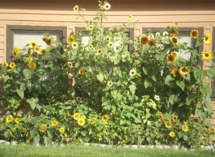 Jak uprawiać słoneczniki w Kolorado