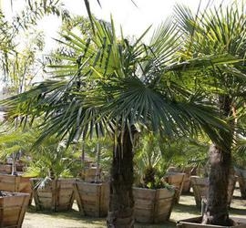 Kā padarīt vējdzirnavu palmu strauju izaugsmi