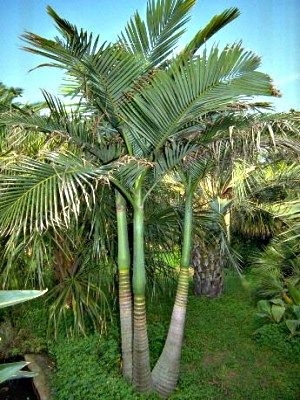Jak sprawić, by palmowy wiatrak urósł szybko