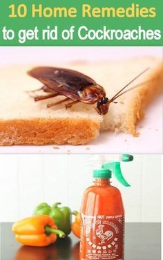 Come uccidere gli scarafaggi Durante la notte