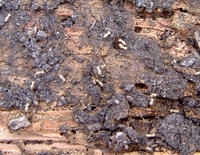 Termites dans les souches