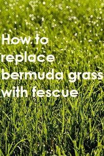 Como matar e eliminar grama Bermuda em canteiros de flores