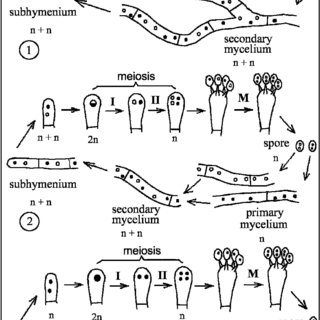 Der Lebenszyklus von Agaricus Bisporus