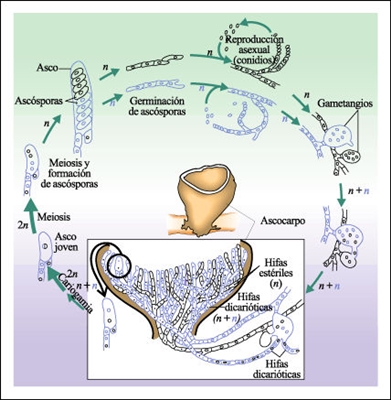 O ciclo de vida de Agaricus Bisporus