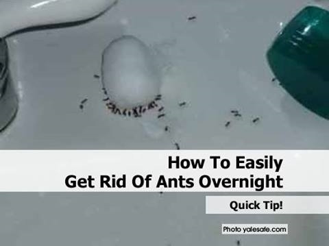 Comment se débarrasser des fourmis dans les couches
