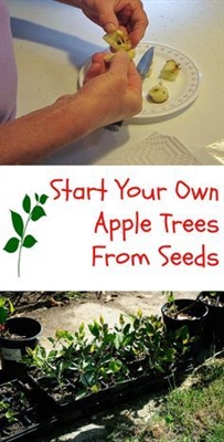 Kuinka aloittaa omenapuut