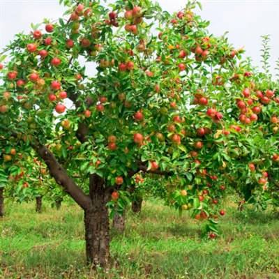 Come avviare gli alberi di mele