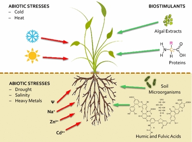 Effecten van straling op plantengroei en -ontwikkeling