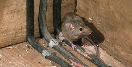 चबाने वाली हाउस वायरिंग से चूहों को कैसे रोकें
