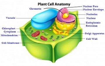 Di mana letak DNA dalam sel tumbuhan?