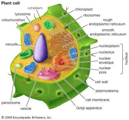 Kur yra DNR augalų ląstelėse?