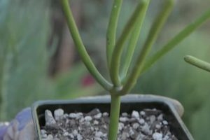 Sådan forplantes en blyantkaktusplante