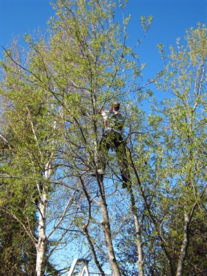 Cómo podar árboles Mayday