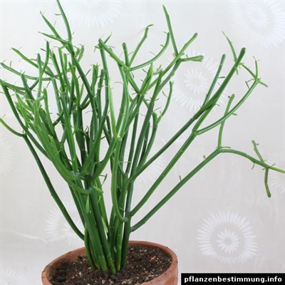 Wie für Euphorbia Leuconeura Pflege