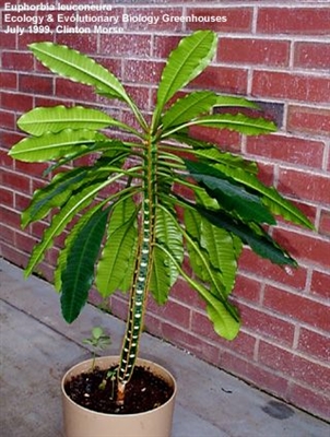Kuinka hoitaa Euphorbia Leuconeuraa