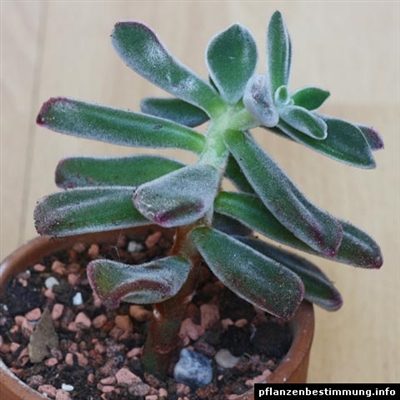 Como cuidar de Euphorbia Leuconeura