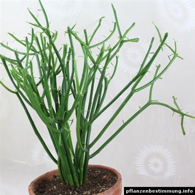 Як доглядати за Euphorbia Leuconeura