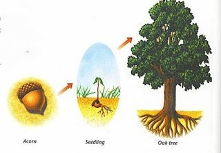 איך עצים משחזרים?